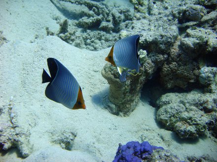 Récifs/Coraux - House Reef Hôtel Lahami Bay