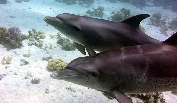 delfiny