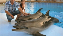 delfiny